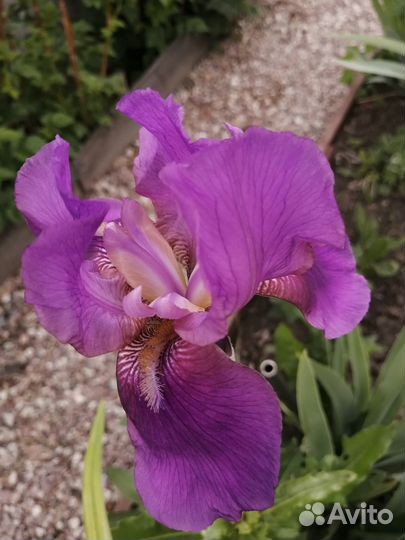 Ирисы сортовые Бородатые