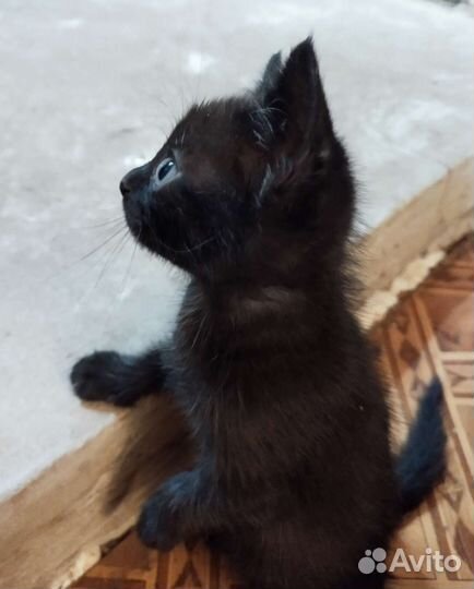 Котята в добрые руки бесплатно