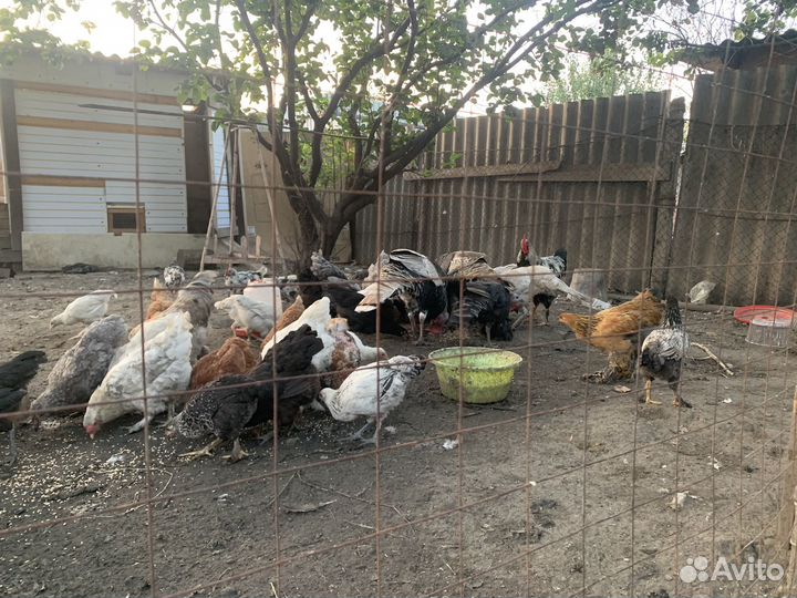 Куры Индюки