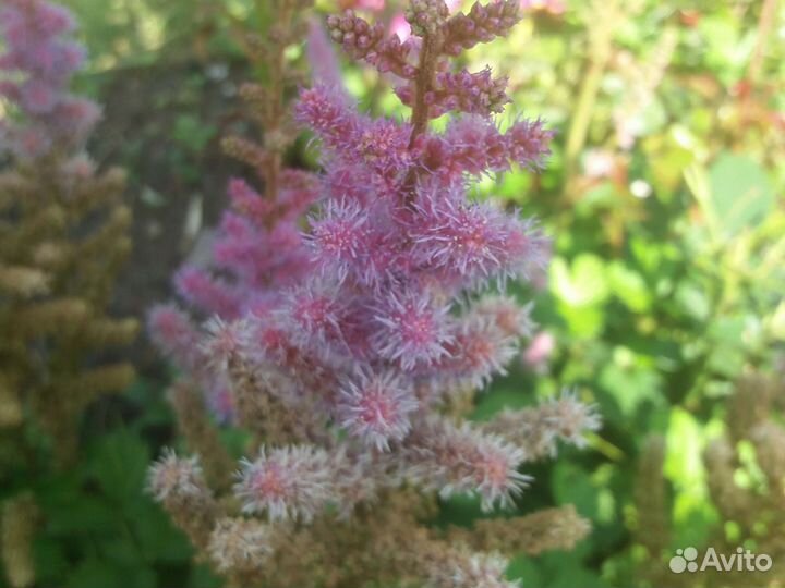 Астильба белая, фиолетовая