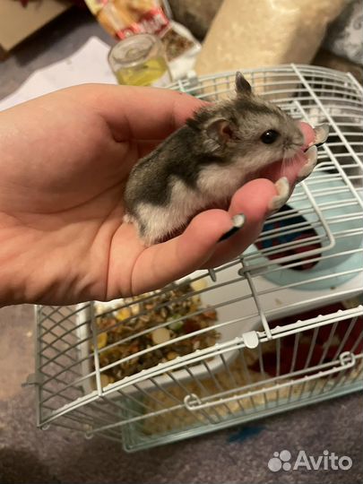 Джунгарские хомякИ