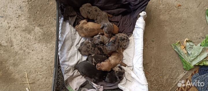 Кроличья такса