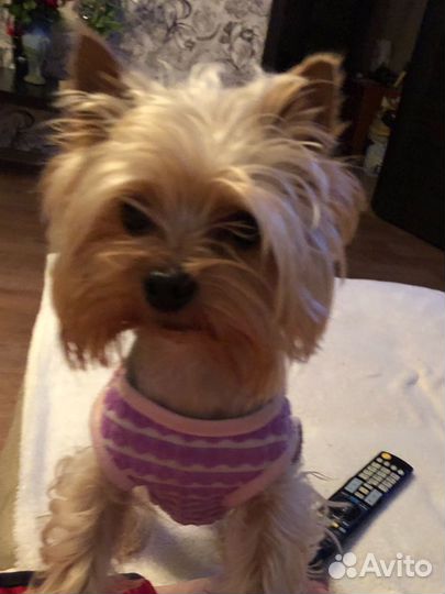 Вязка йоркширского терьера