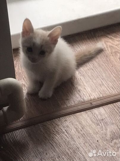 Котенок в дар бесплатно