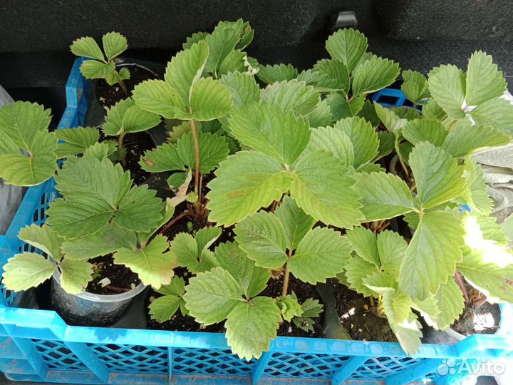 Саженцы клубники Слоненок