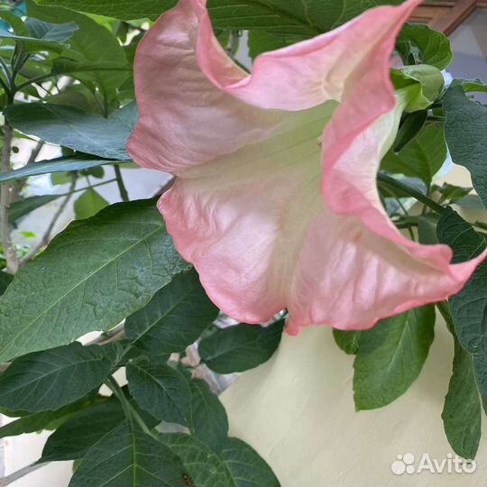 Бругмансия