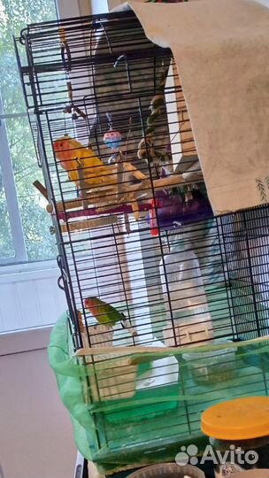 Попугай неразлучники с клеткой
