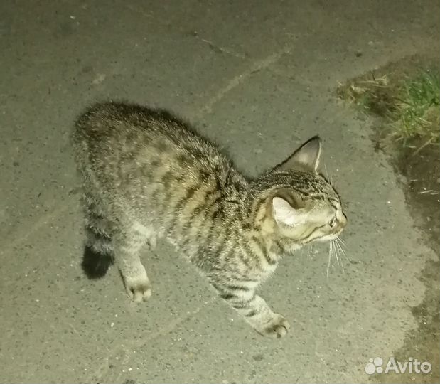 Котенок