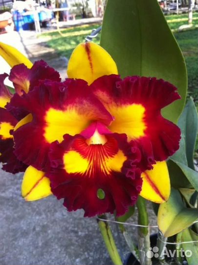 Сортовые каттлеи