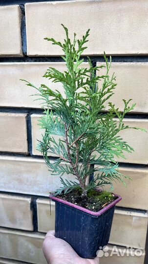 Можжевельник Блю Эрроу