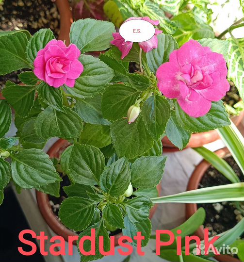 Бальзамины сортовые