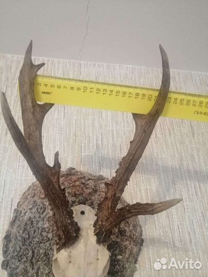 Рога косули