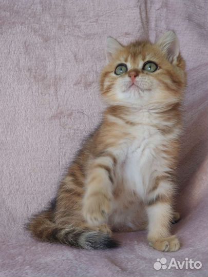 Британская кошечка, золотая мраморная шиншилла