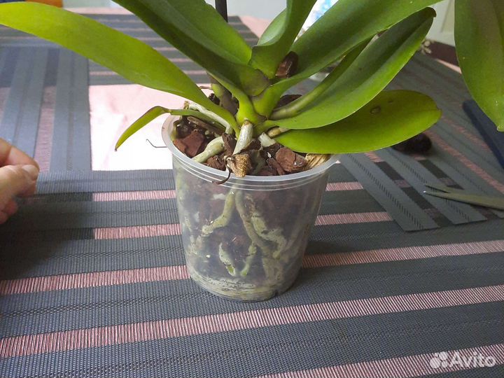 Орхидея фаленопсис