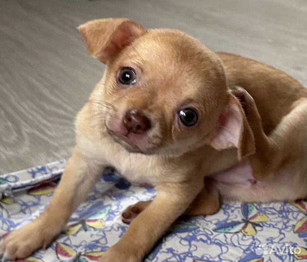 Чихуахуа мини девочка
