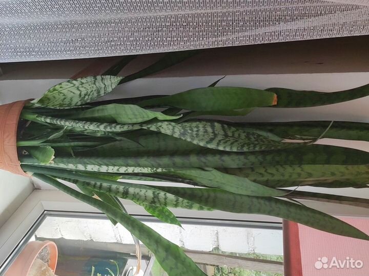 Сансевиерия