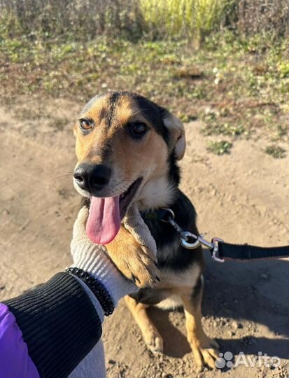 Щенки в дар