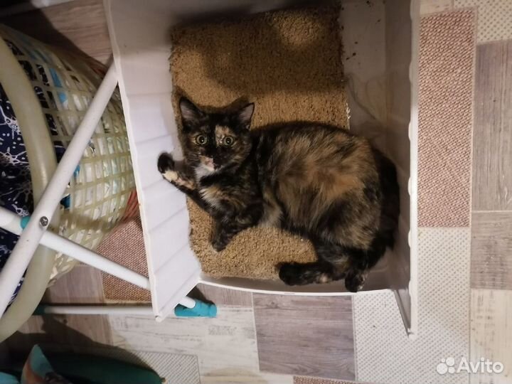 Кошечка Харизма в добрые руки