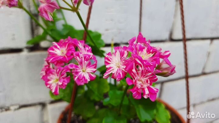 Ампельные плющелистные пеларгонии укорен черенки