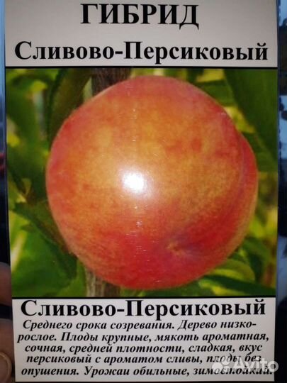 Саженцы сливово- персикового гибрида