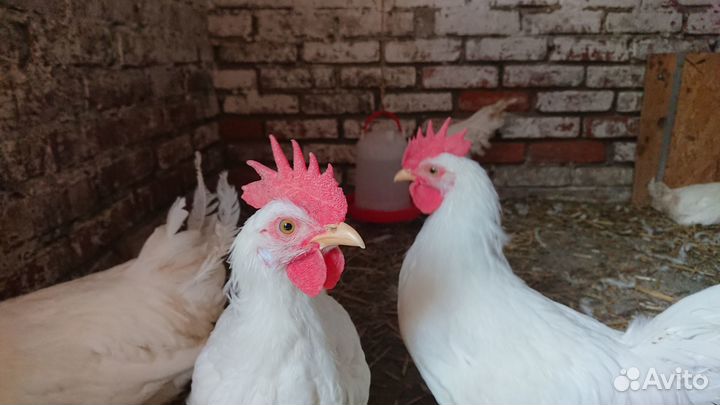 Петушки леггорн белый стандарт
