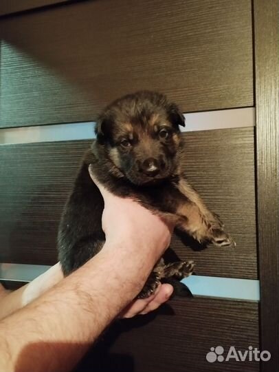 Продам щенков немецкой овчарки