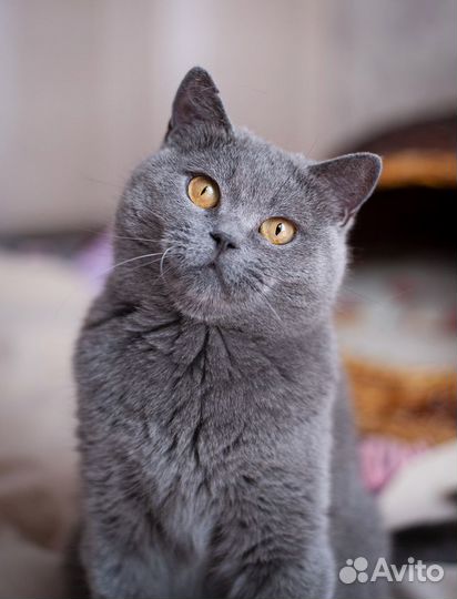 Британка ищет дом