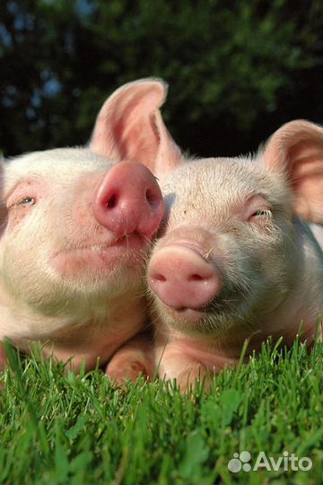 Поросята