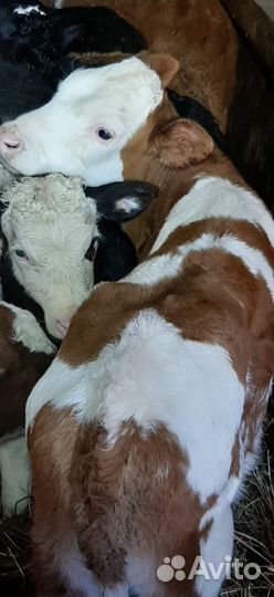 Бычки Тёлочки симменталы 2-3месяца