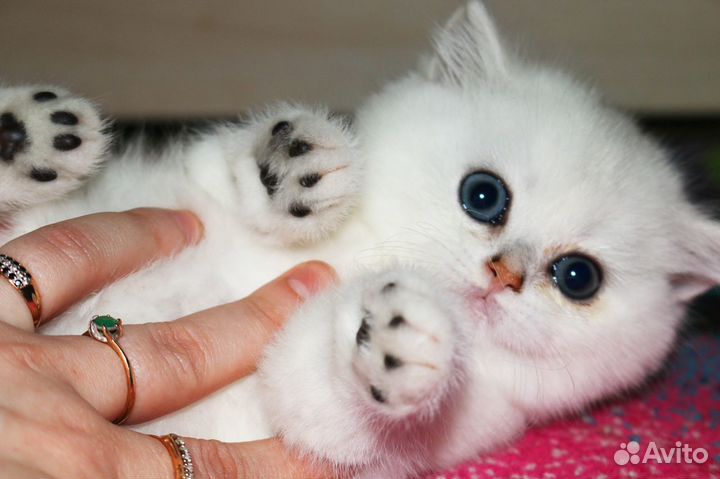 Котята британской серебристой шиншиллы