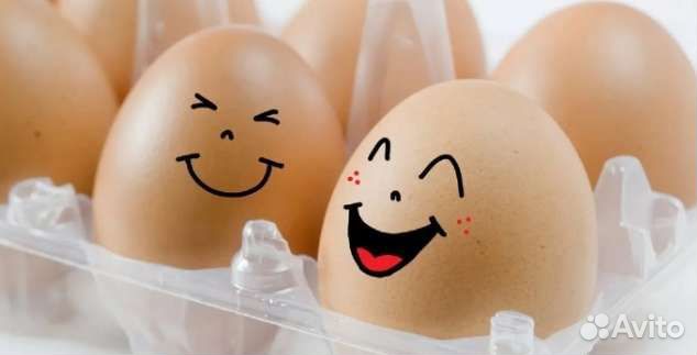 Инкубационное яйцо много пород опт