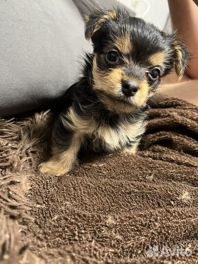 Йоркширский терьер мини