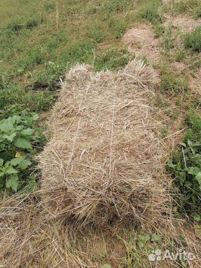 Сено в тюках