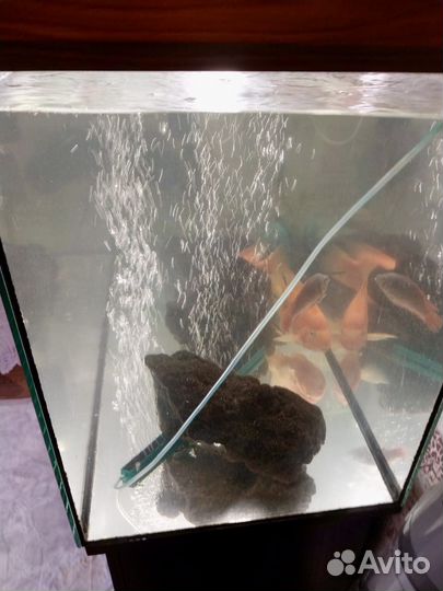 Аквариум с тумбой200 литров