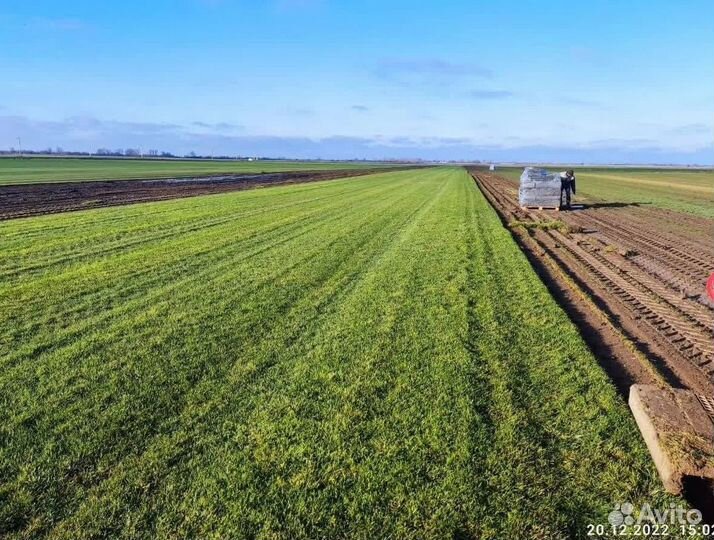 Рулонный газон 3-х летний