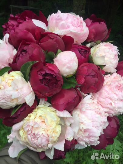 Пионы букет