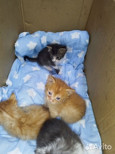 Котята в добрые руки