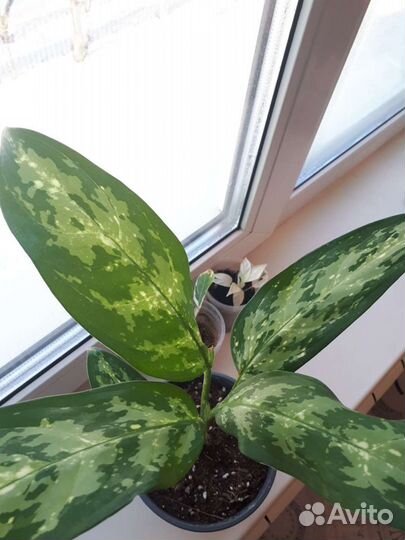 Аглаонема псевдоэрантеум