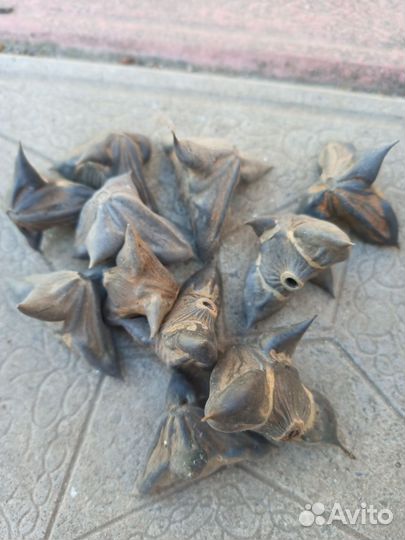 Водяной орех.Чилим