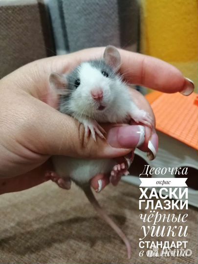 Крысята крыски Дамбо хаски