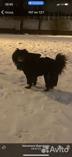 Комбинезон для собак мелких пород