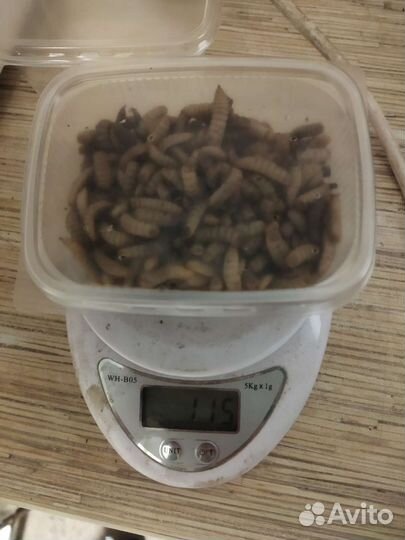 Опарыш черной львинки