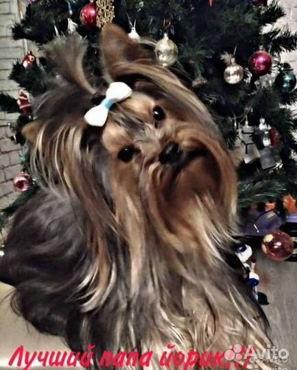 Йоркширский терьер вязка