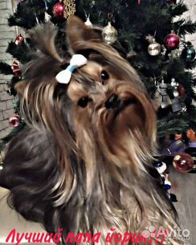 Йоркширский терьер вязка