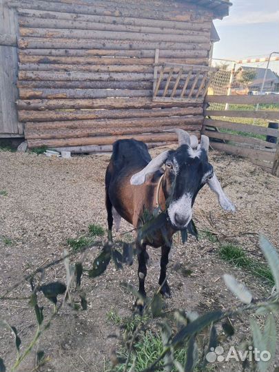 Нубийская коза