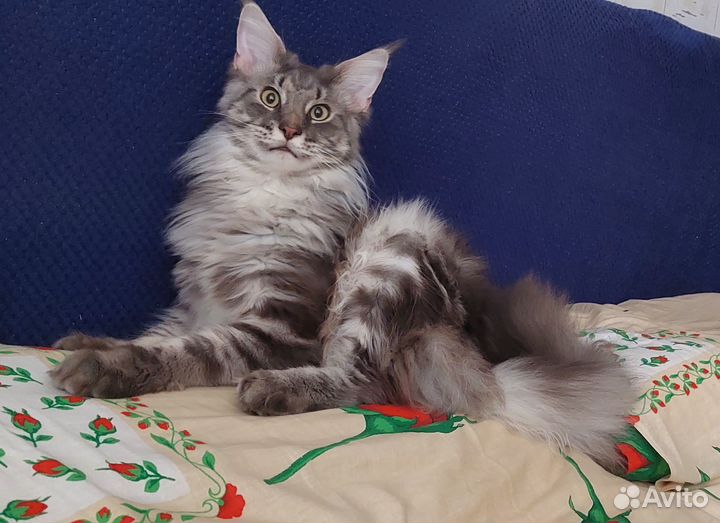 Кот мейн кун вязка