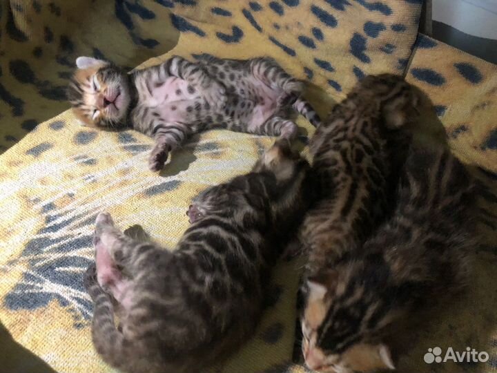 Предзаказ на котят Бенгалов