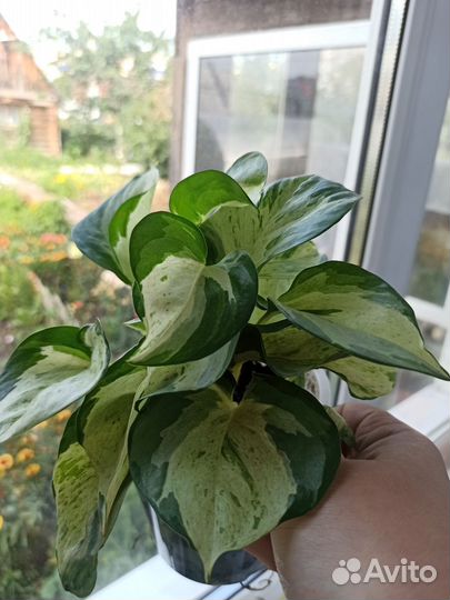 Эпипремнум Хэппи Лиф