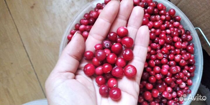 Клюква, брусника