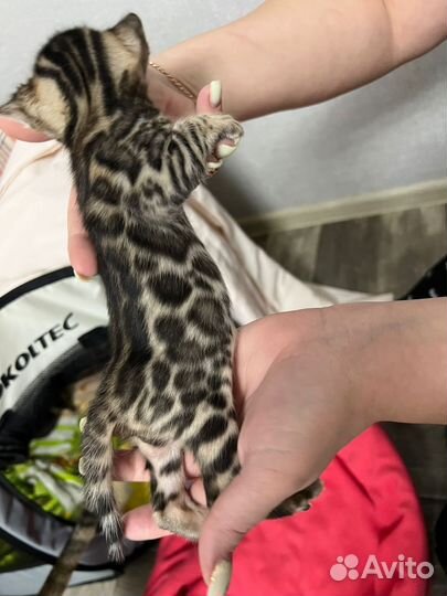 Бенгальские котята